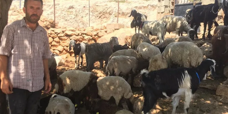 Kurt saldırısında 26 koyun telef oldu