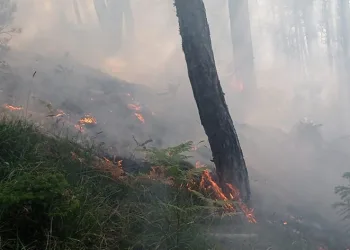 Yangın 25 dönüm alanda etkili oldu