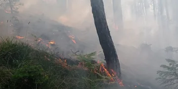 Yangın 25 dönüm alanda etkili oldu