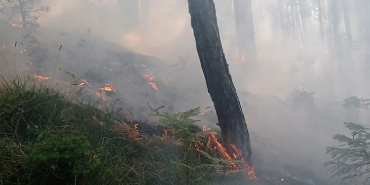 Yangın 25 dönüm alanda etkili oldu