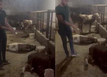“Elbistan’ın köylerinde milletin hayvanı kalmadı”