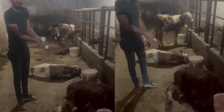 “Elbistan’ın köylerinde milletin hayvanı kalmadı”