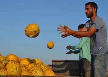 Kırkağaç kavununda ilk hasat