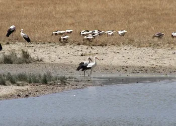 Sıcak havalar onları da etkiledi