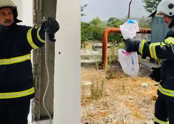 Binaya giren yılan, doğal yaşam alanına bırakıldı