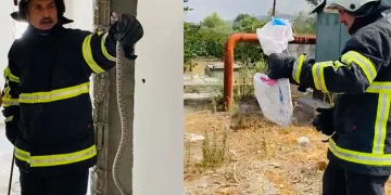 Binaya giren yılan, doğal yaşam alanına bırakıldı