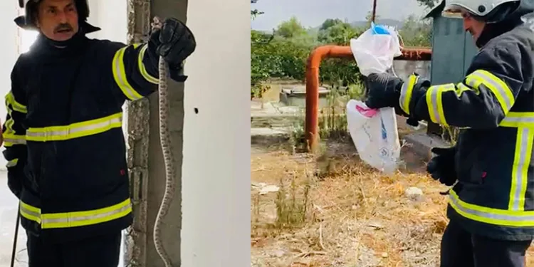 Binaya giren yılan, doğal yaşam alanına bırakıldı