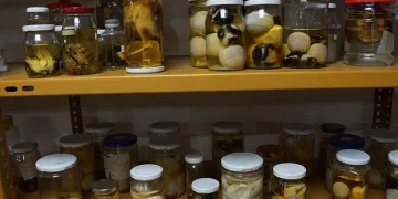 Bu müze diğerlerinden farklı