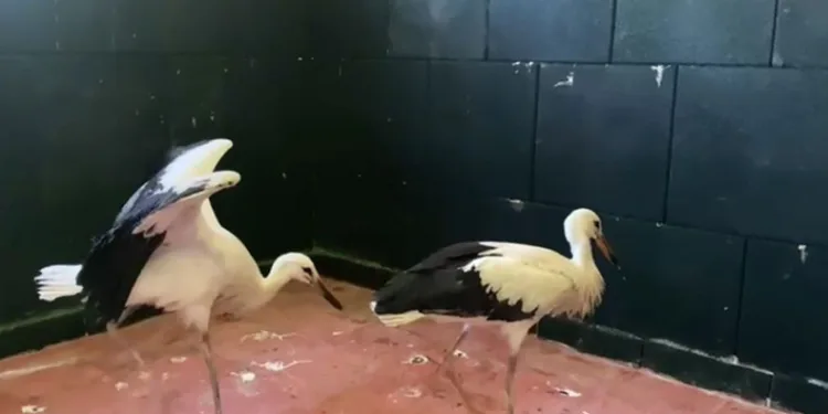 Leylek yavruları tedavi edilerek doğaya salındı