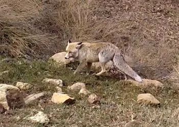 Bozkırın yaban hayatı fotokapanda