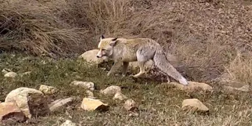 Bozkırın yaban hayatı fotokapanda