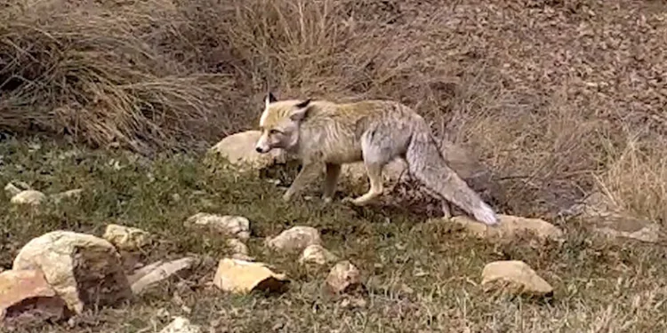 Bozkırın yaban hayatı fotokapanda