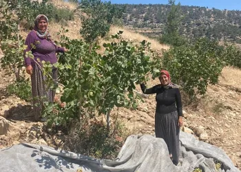 Antep fıstığı hasadı başladı