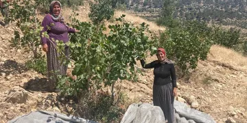 Antep fıstığı hasadı başladı