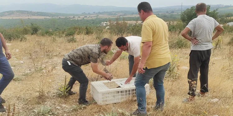 Avı yasaklanan keklikler doğaya salındı