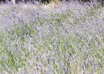Giresun’da lavanta hasadı başladı