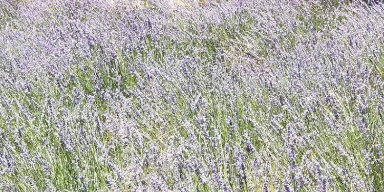 Giresun’da lavanta hasadı başladı