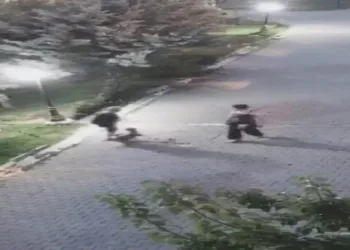 Yaşlı kadına köpek saldırdı