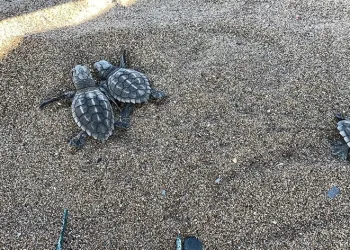Yavru carettalar denizle buluştu