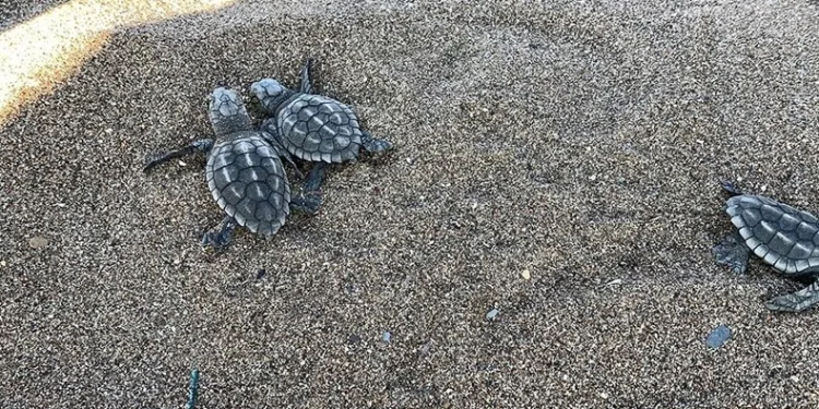 Yavru carettalar denizle buluştu