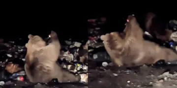 Sevimli ayının gazlı içecek keyfi