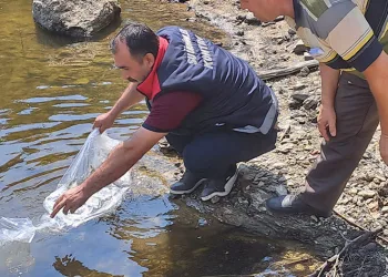 934 bin sazan suyla buluştu