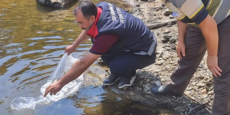 934 bin sazan suyla buluştu