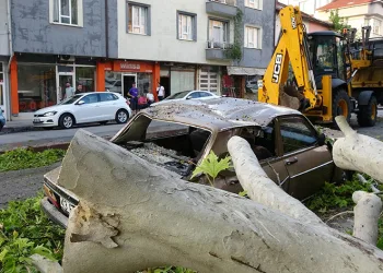 Asırlık ağaç hasar oluşturdu