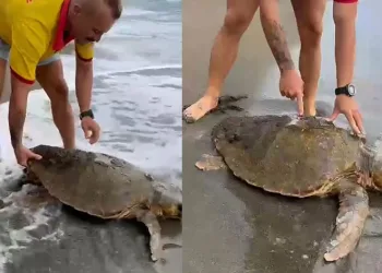 Yaralı caretta caretta sahile vurdu