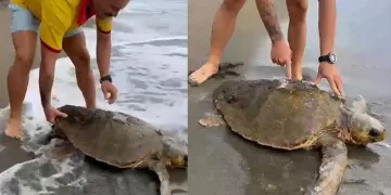 Yaralı caretta caretta sahile vurdu