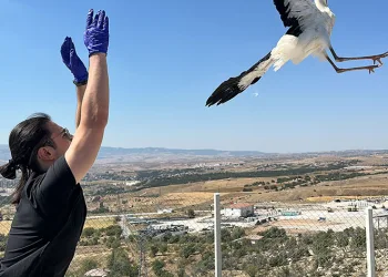 Yaralı leyleklere sahip çıkıyor