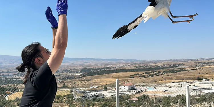 Yaralı leyleklere sahip çıkıyor