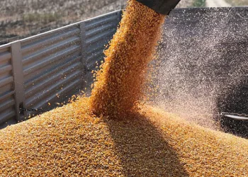 Basra sıcaklarında zorlu hasat