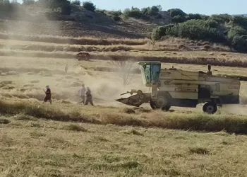 Anasonun anavatanında hasat sona erdi