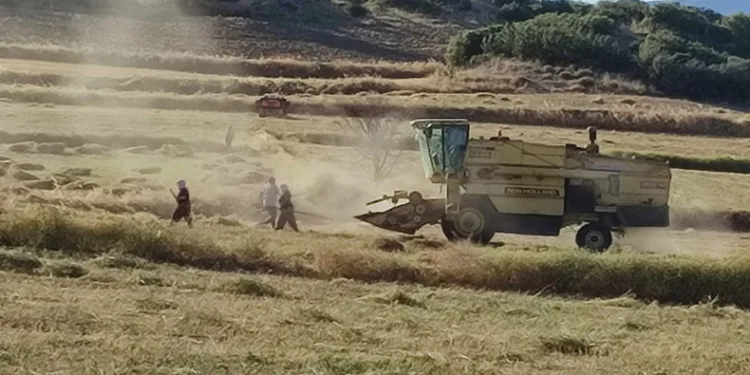 Anasonun anavatanında hasat sona erdi
