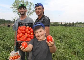 40 derecede domates hasadı