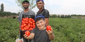 40 derecede domates hasadı