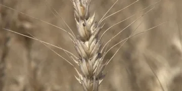 Buğday hasadı başladı