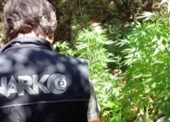 ‘Uyuşturucu ormanı’na polis baskını