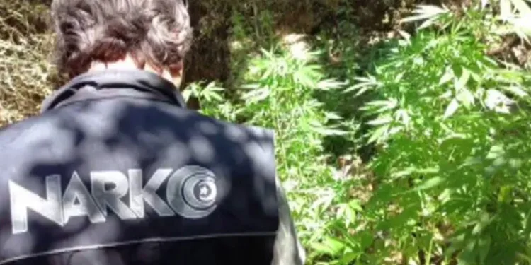 ‘Uyuşturucu ormanı’na polis baskını