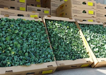 Sebze üretimi için 240 bin fide dağıtıldı