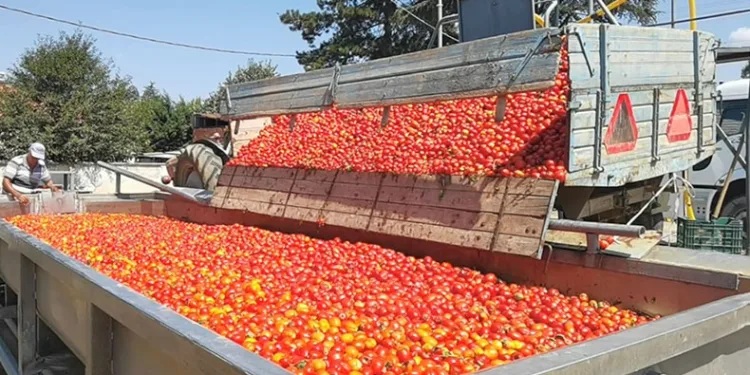 Bursa’dan Hollanda’ya salça ihraç edilecek