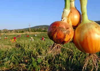 Soğan tarlada 5, tezgahta 15 lira