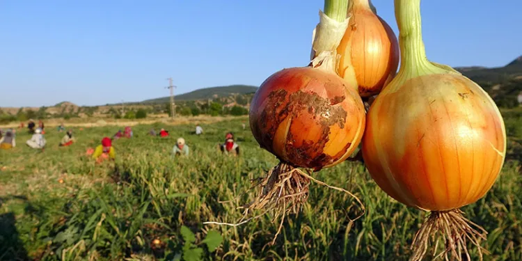 Soğan tarlada 5, tezgahta 15 lira