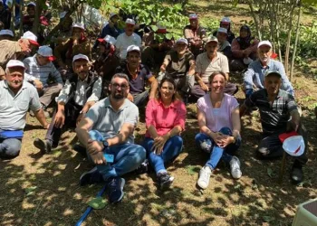 Düzce organik fındık üretiyor