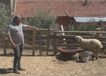 Sahipsiz köpekler 5 koyunu telef etti