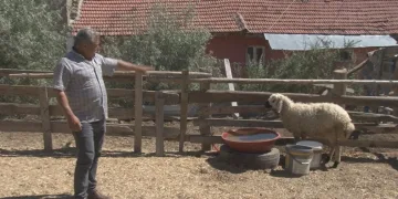 Sahipsiz köpekler 5 koyunu telef etti