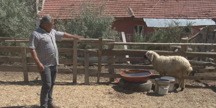Sahipsiz köpekler 5 koyunu telef etti