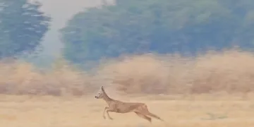 Yangın en çok onları etkiledi