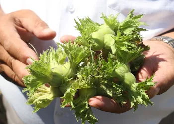 Fındık üreticisine ‘erken hasat’ uyarısı